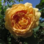 Golden Celebration® David Austin