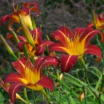 Hemerocallis Autumn Red