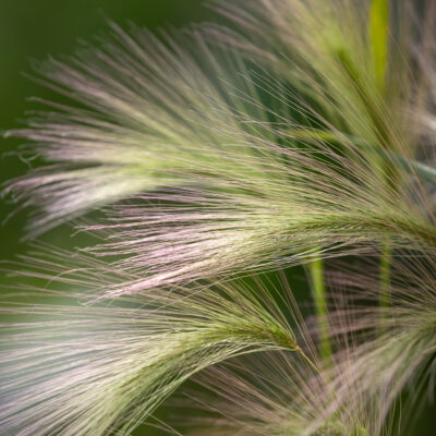 Hordeum Jubatum