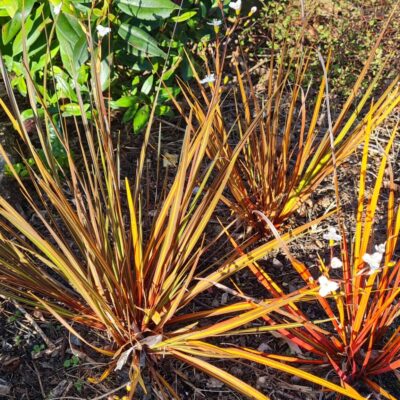 Libertia Ixioides Taupo