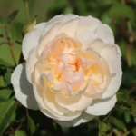 Lichfield Angel® David Austin