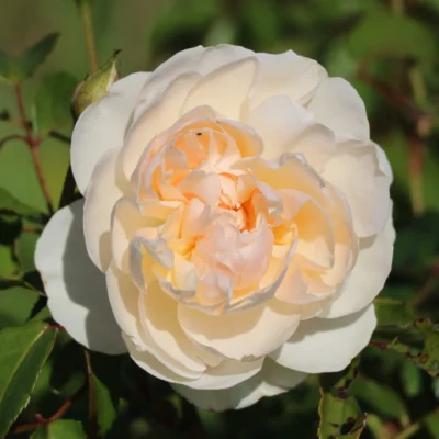 Lichfield Angel® David Austin