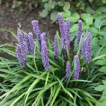 Liriope Muscari Big Blue