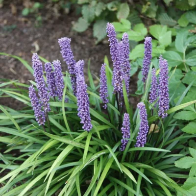 Liriope Muscari Big Blue