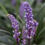 Liriope Muscari Royal Purple