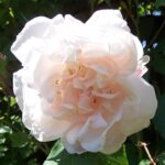 Madame Alfred Carriere