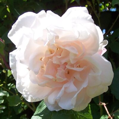 Madame Alfred Carriere