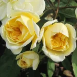 Malvern Hills® David Austin