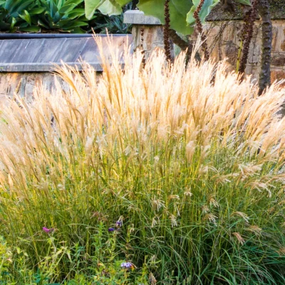 Miscanthus Sinensis Adagio