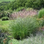 Miscanthus Sinensis Graziella