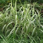 Miscanthus Sinensis Cabaret
