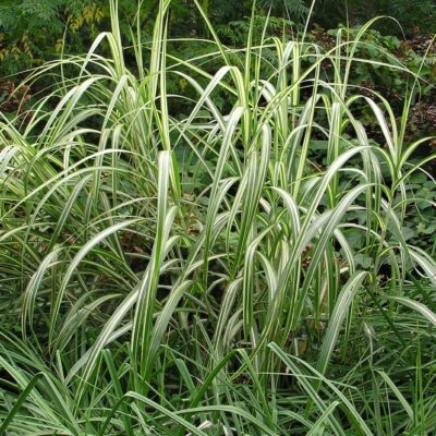 Miscanthus Sinensis Cabaret