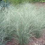Miscanthus Sinensis Morning Light