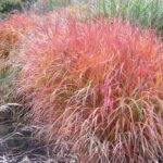 Miscanthus Sinensis Purple Fall