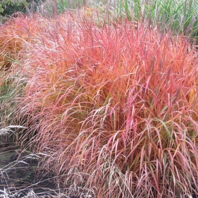 Miscanthus Sinensis Purple Fall