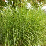 Miscanthus Sinensis Strictus Dwarf