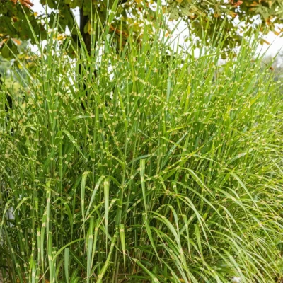 Miscanthus Sinensis Strictus Dwarf