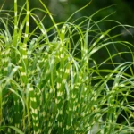 Miscanthus Sinensis Zebrinus