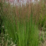 Molinia Caerulea Torch