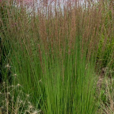 Molinia Caerulea Torch