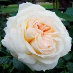 Mon Jardin et Ma Maison® Gpt