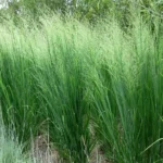 Panicum Virgatum Northwind