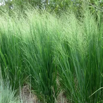 Panicum Virgatum Northwind