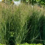 Panicum Virgatum Praire Sky