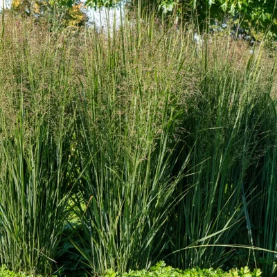 Panicum Virgatum Praire Sky