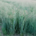 Panicum Virgatum Praire Sky
