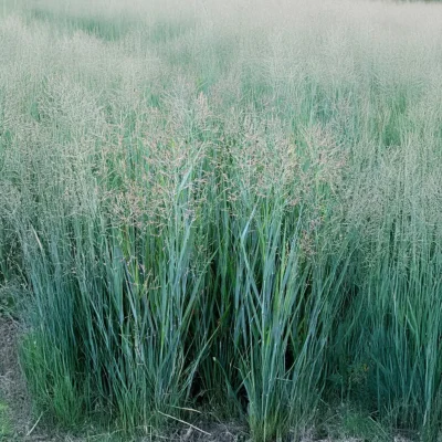 Panicum Virgatum Praire Sky