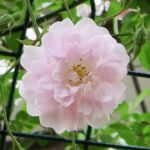 Paul's Himalayan Musk