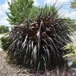 Pennisetum Princess Caroline