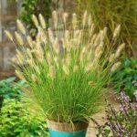 Pennisetum Alopecuroides Gelbstiel