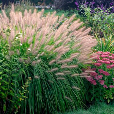 Pennisetum Alopecuroides Red Head