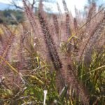 Pennisetum Alopecuroides Viridescens