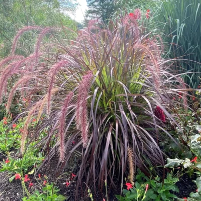 Pennisetum Setaceum Rubrum