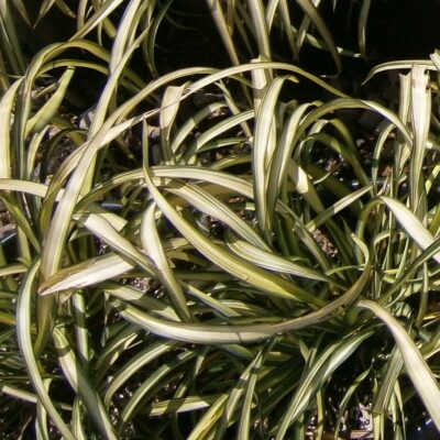 Phormium Cookianum Blondie