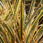 Phormium Tenax Golden Ray