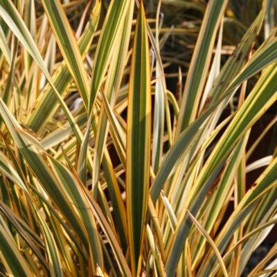 Phormium Tenax Golden Ray