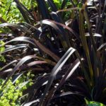 Phormium Tenax Platts Black