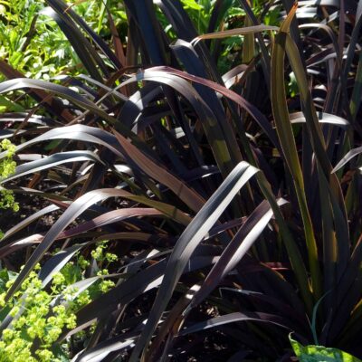 Phormium Tenax Platts Black