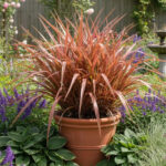 Phormium Tenax Rainbow Maiden