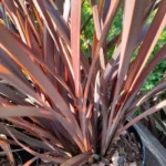 Phormium Tenax Amazing Red