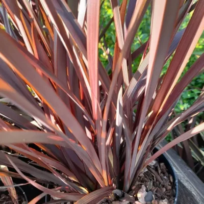 Phormium Tenax Amazing Red