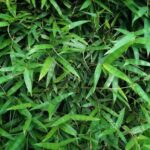 Pleioblastus Pygmaeus