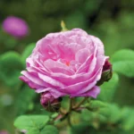 Rosa Centifolia