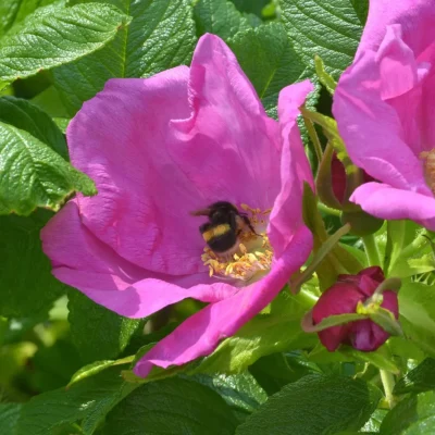 Rosa Rugosa Scabrosa