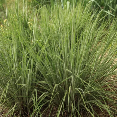 Schizachyrium Scoparium Ha Ha Tonka