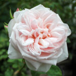 Souvenir De La Malmaison